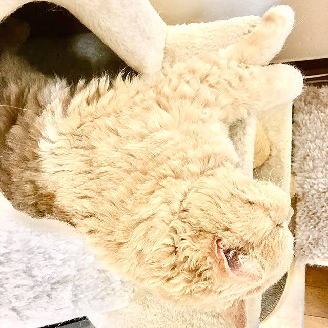 naokoさんの実例写真