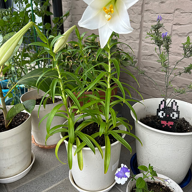 oicanさんの実例写真