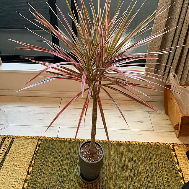 kissyさんの実例写真