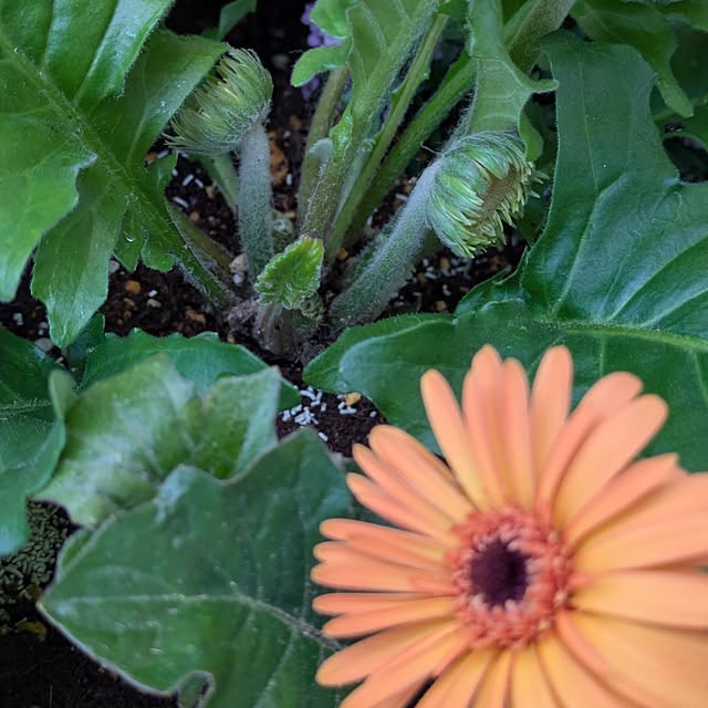 mi-saさんの部屋