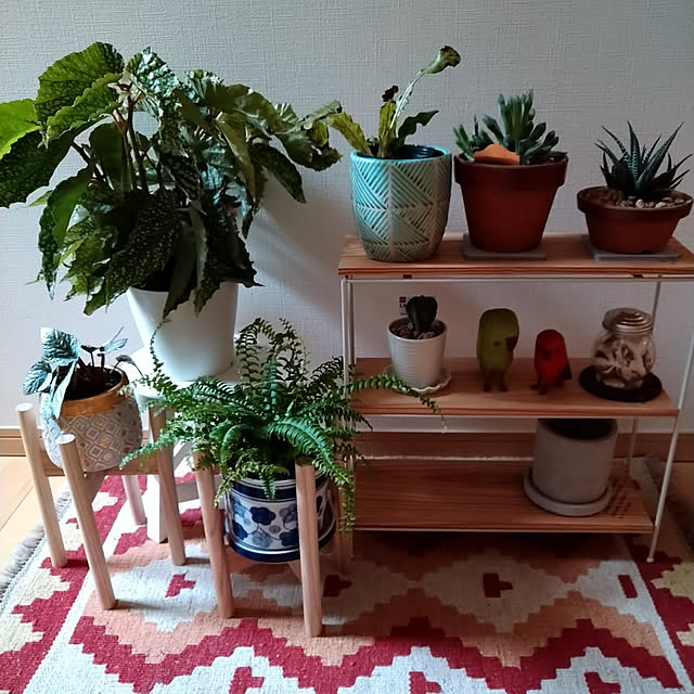 棚/観葉植物のインテリア実例 - 2021-08-11 15:35:56