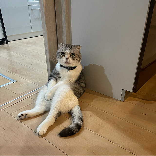 Dahliaさんの実例写真