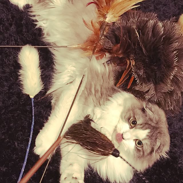 amo69xxさんの実例写真