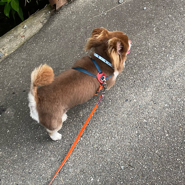 chIoeさんの実例写真