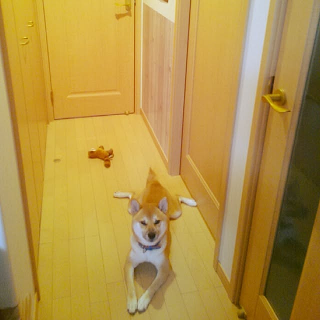 kotaさんの実例写真
