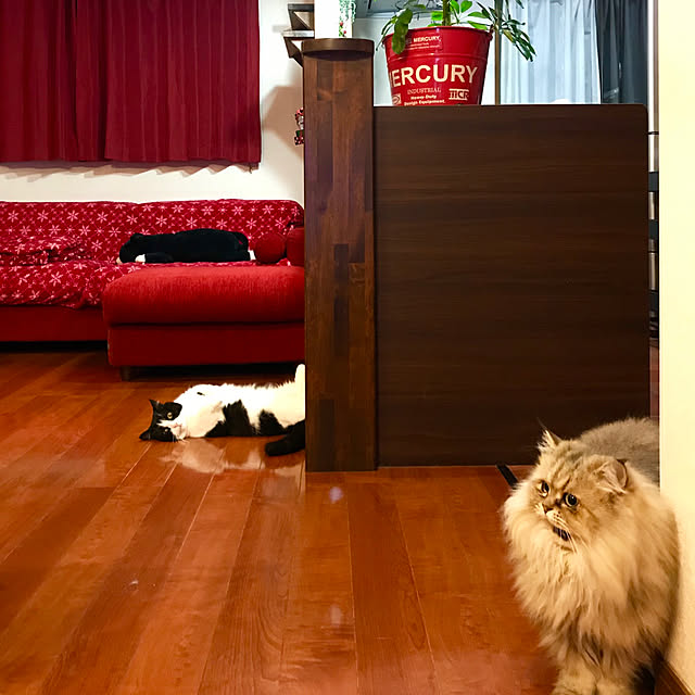 butachanさんの実例写真