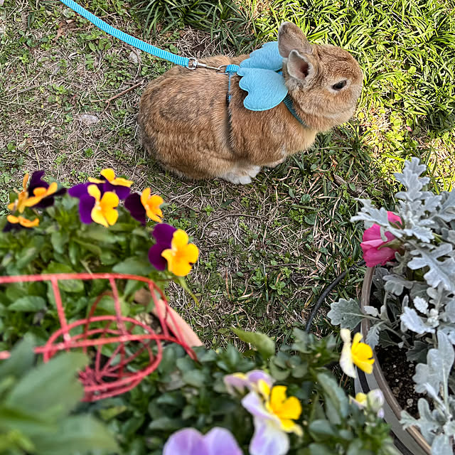 portulacaさんの部屋