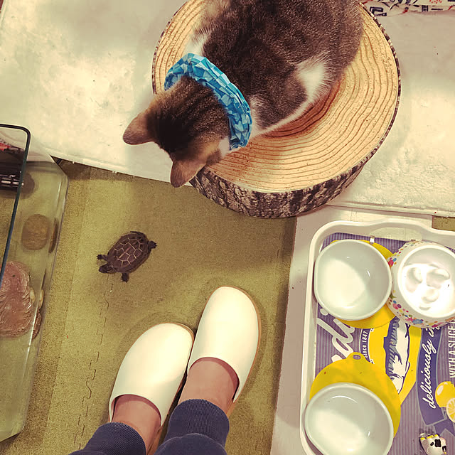 mikenekoさんの実例写真