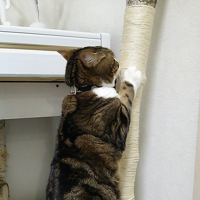 soratotetoさんの実例写真