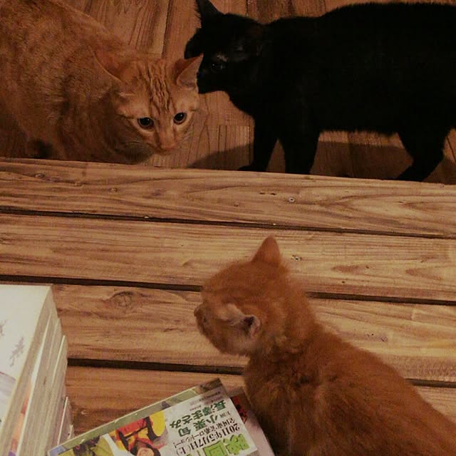 sumisumiさんの実例写真