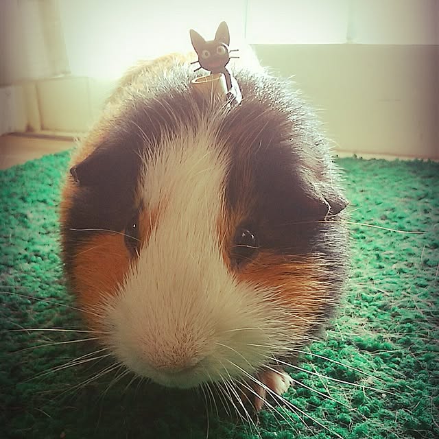 J.BOYさんの実例写真
