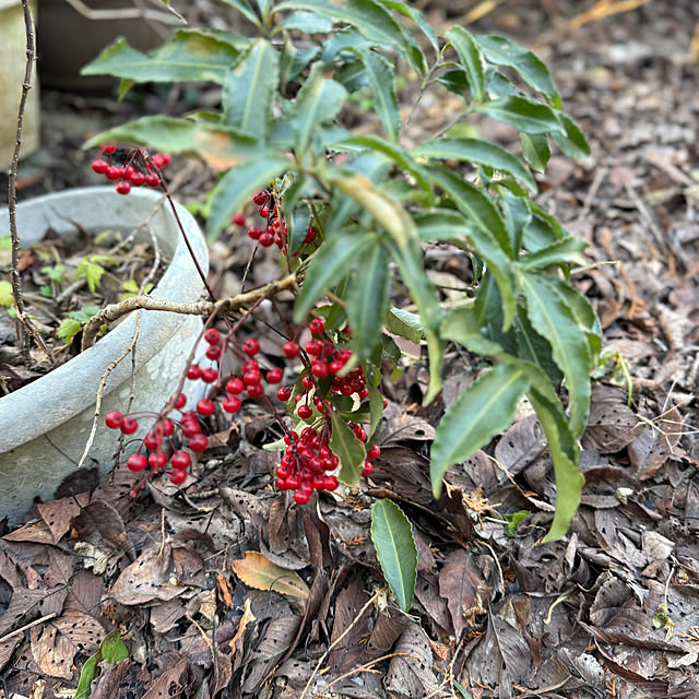 sakakenさんの実例写真