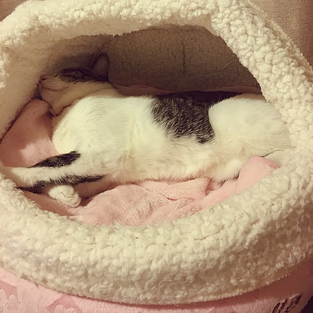 Shihoさんの実例写真