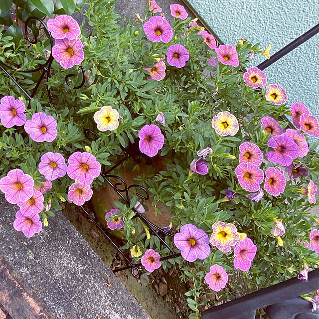 kaochanさんの実例写真