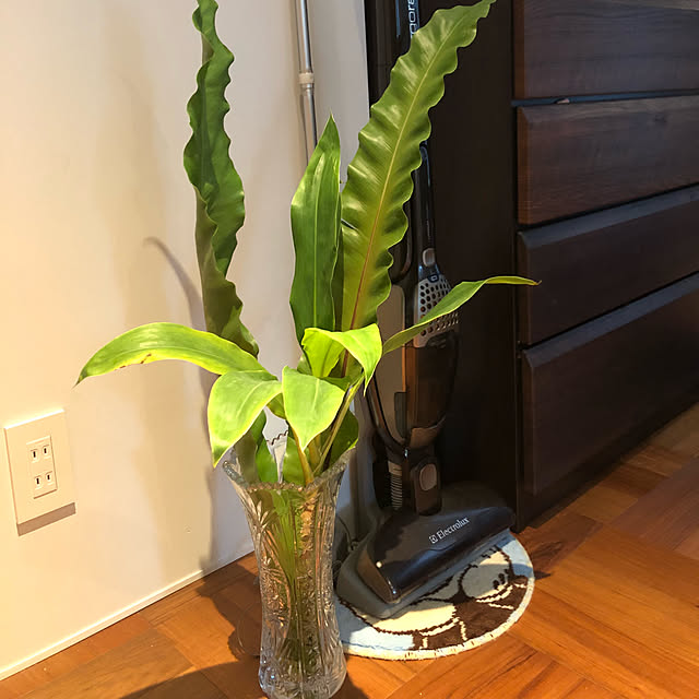 棚/一人暮らし/ナチュラル/観葉植物のインテリア実例 - 2018-06-12 16:01:51