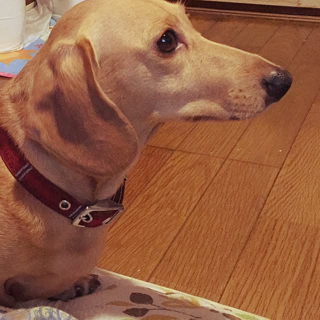 nr10412さんの実例写真