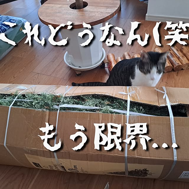 kankanmom_horn_5catsさんの部屋