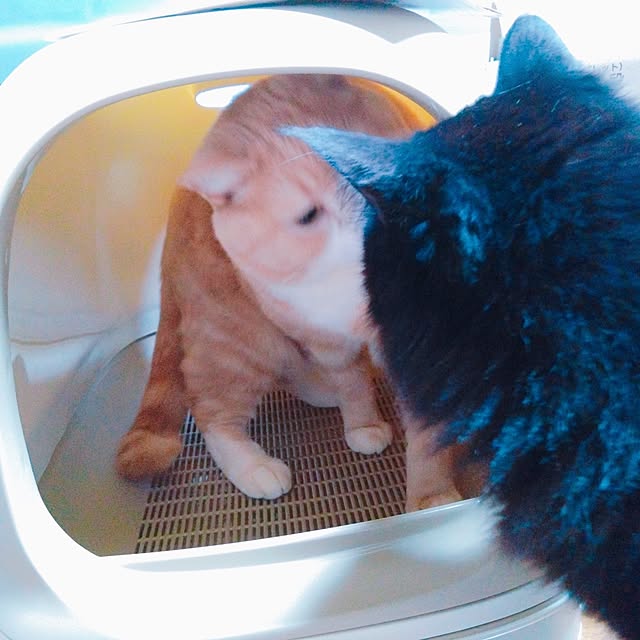 cocoroさんの部屋