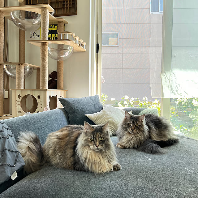 mayumiさんの部屋