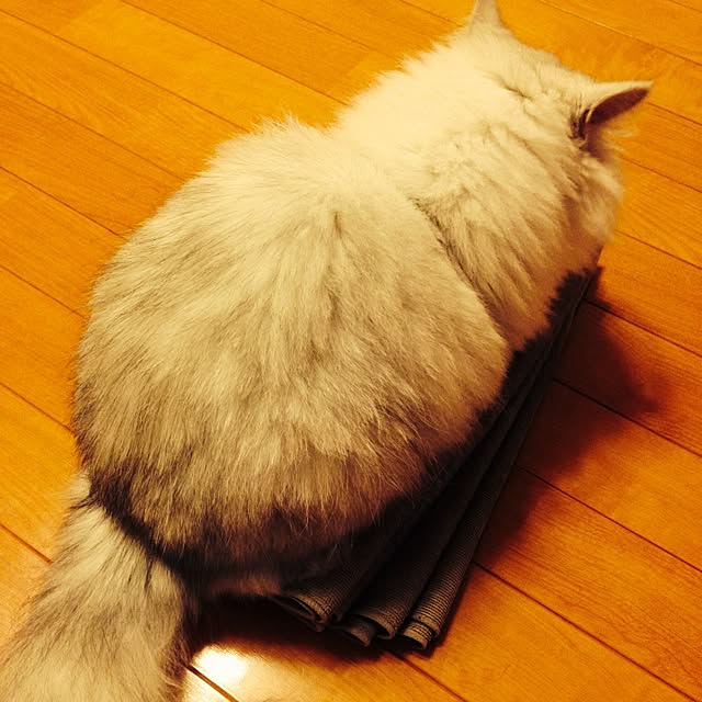 sakuさんの実例写真