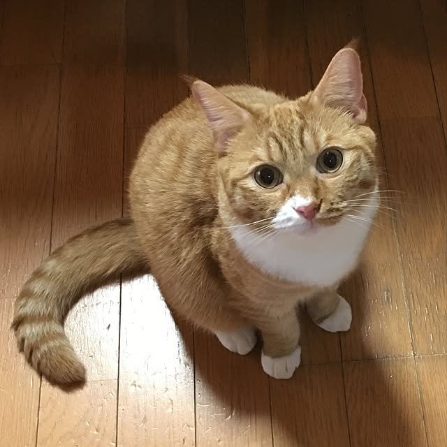 CATさんの実例写真