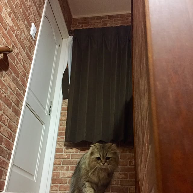 butachanさんの実例写真