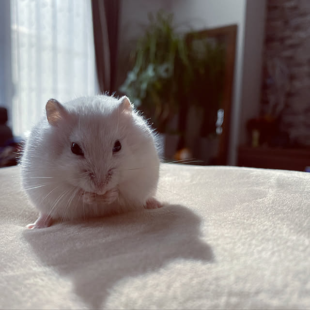 cocochiさんの実例写真