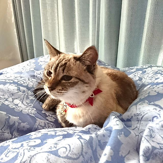 bonobono54さんの実例写真