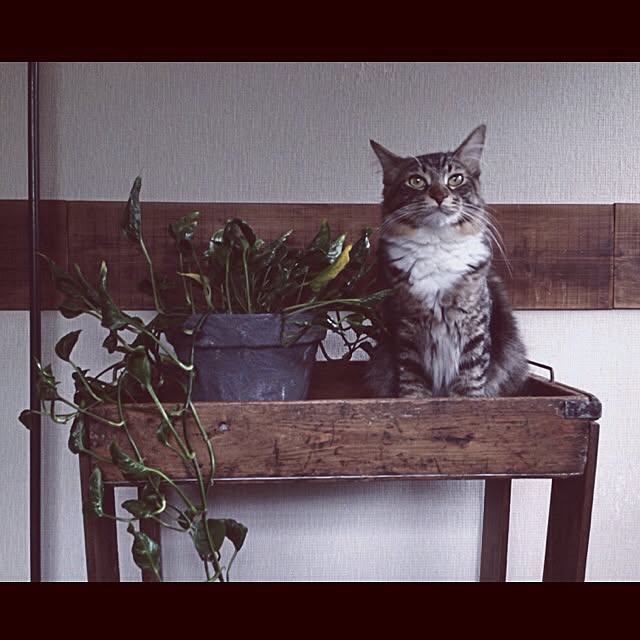 jnkaiさんの実例写真