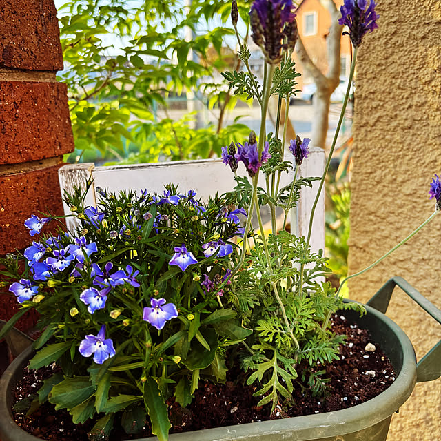 naokoさんの部屋