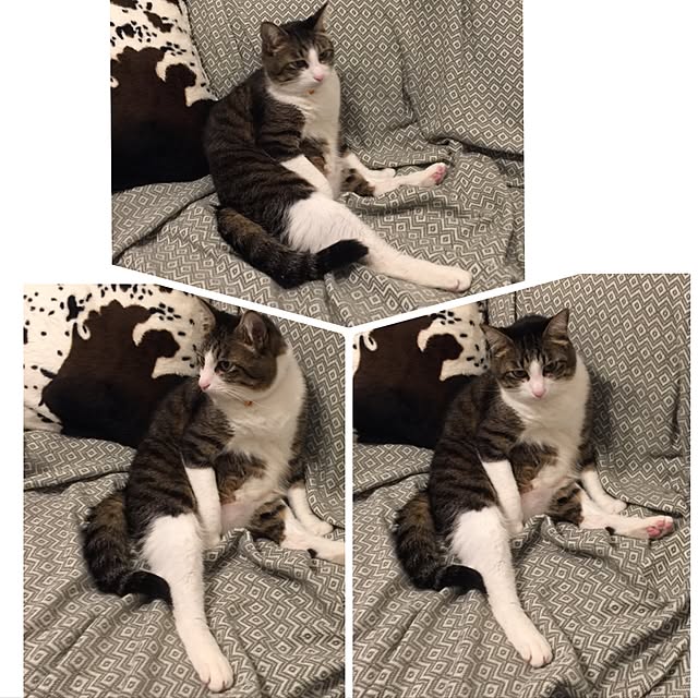miruさんの実例写真