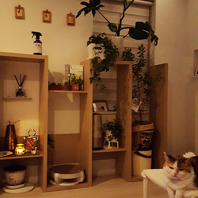 megu.catさんの実例写真