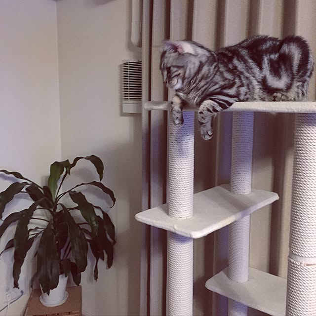 y.k.0123さんの実例写真
