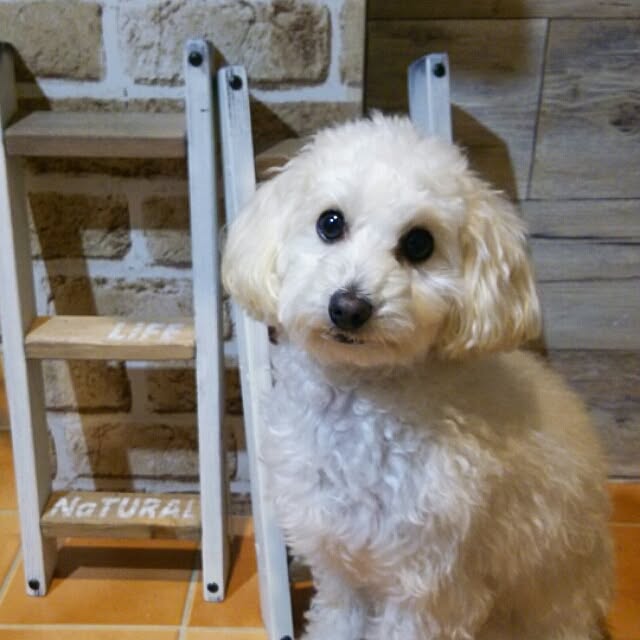 riesanchiさんの実例写真
