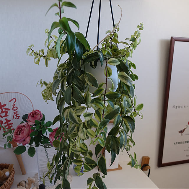 観葉植物/玄関/入り口のインテリア実例 - 2019-08-26 18:06:03