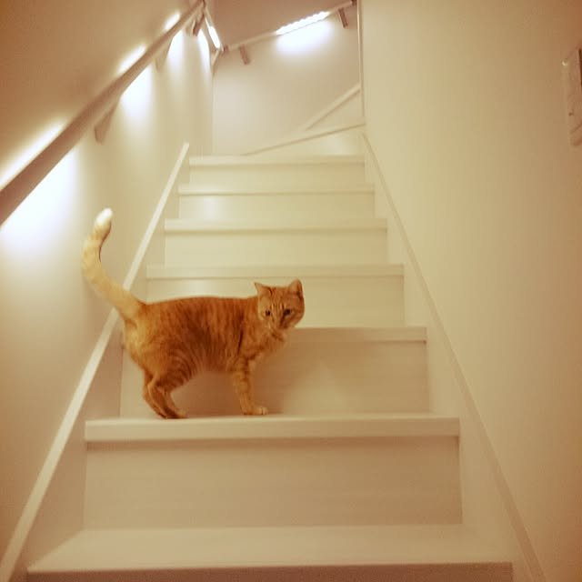 more1985さんの実例写真