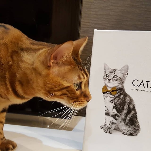 megu.catさんの実例写真