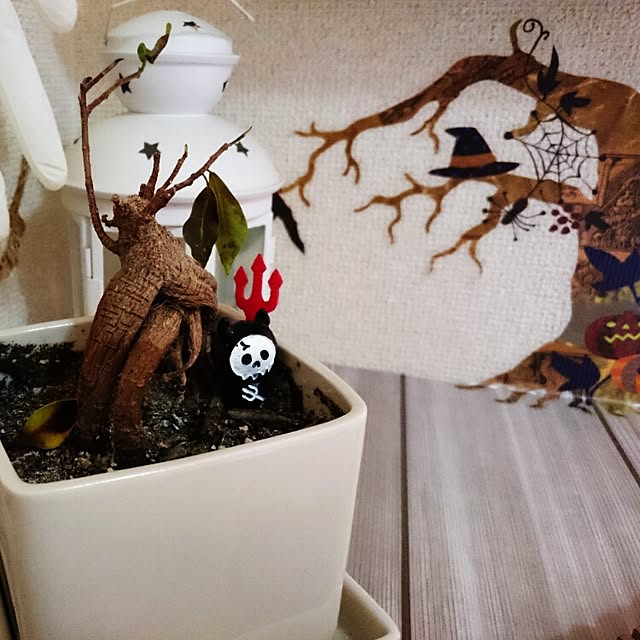 maiさんの実例写真