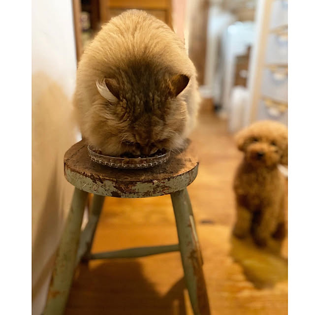 teddyさんの実例写真