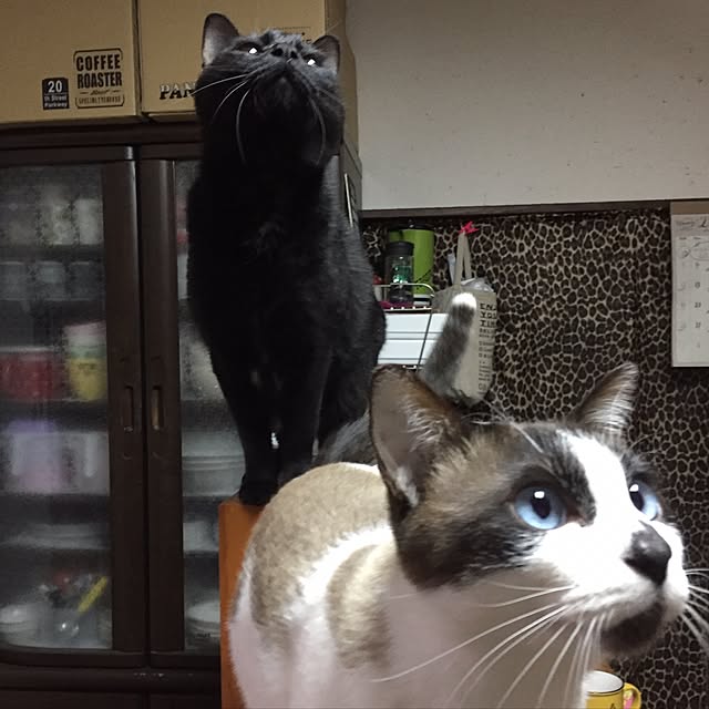 vivienne.coco-keiさんの実例写真