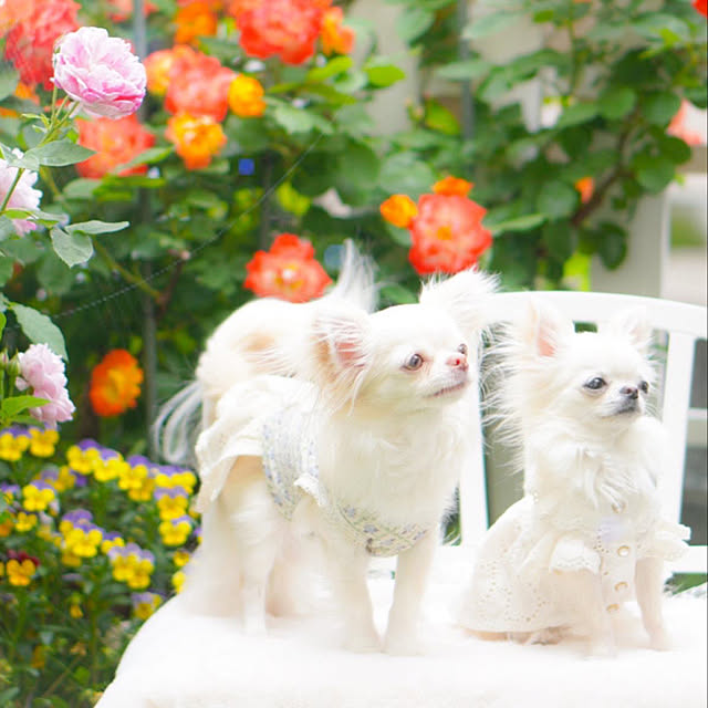 marrococoさんの実例写真