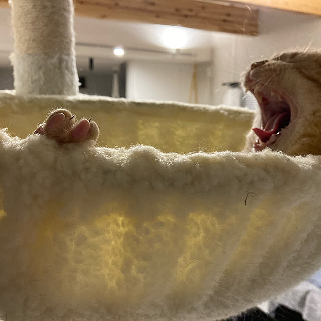 mikkumikuさんの実例写真