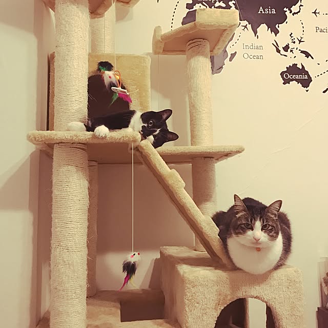 miruさんの実例写真