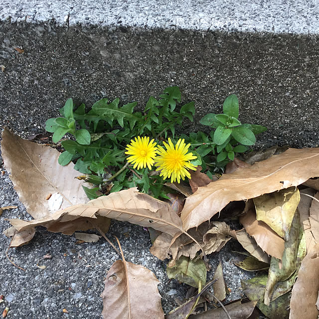 richanさんの実例写真