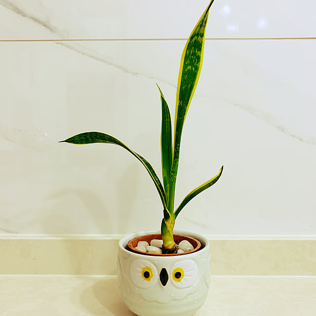 観葉植物/棚のインテリア実例 - 2022-09-20 00:16:12