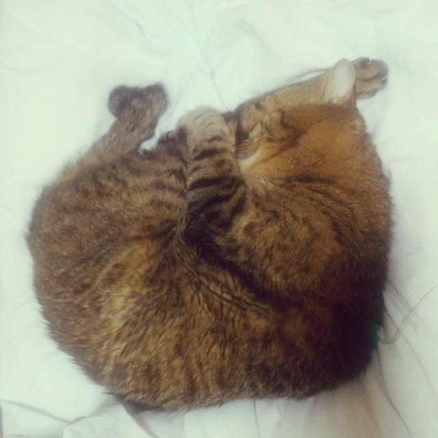kittenblueさんの実例写真