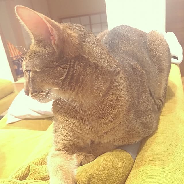 sakineko528さんの実例写真