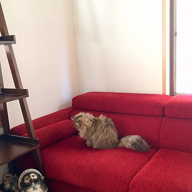 butachanさんの実例写真