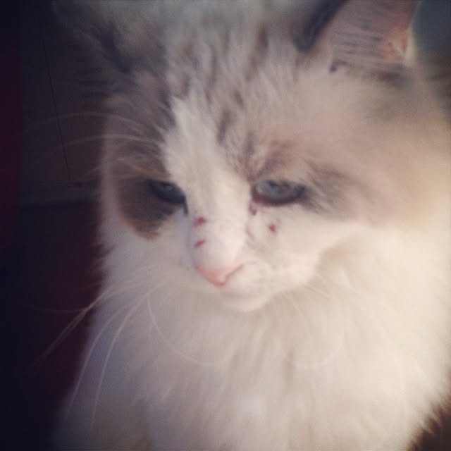 runtenさんの実例写真