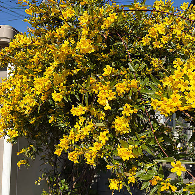 ronronさんの部屋